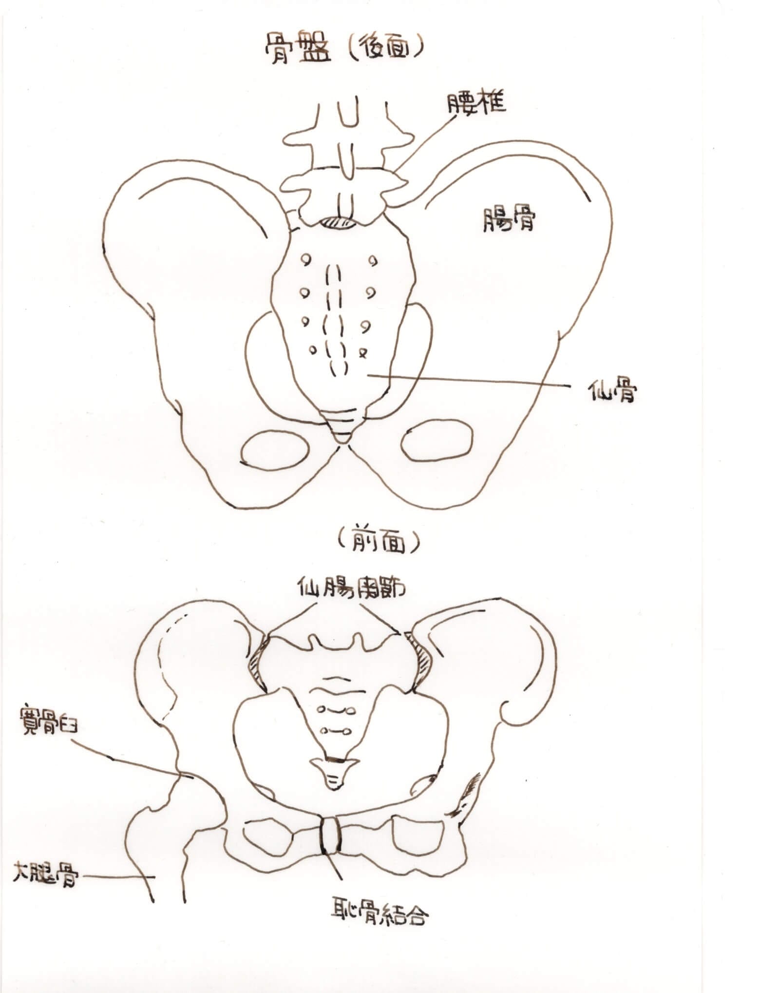 高知　整体　骨盤矯正