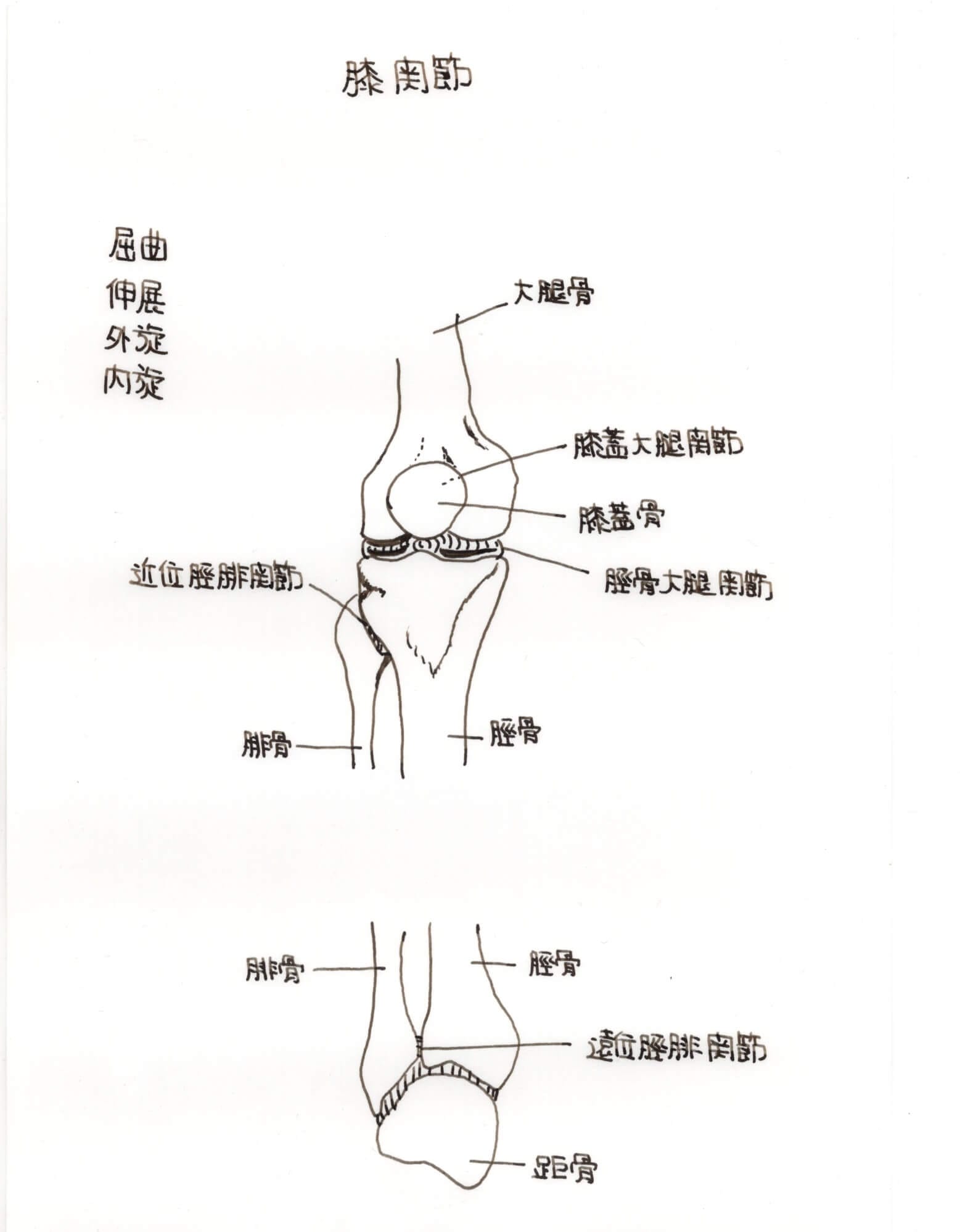 膝の痛みと関節軟骨
